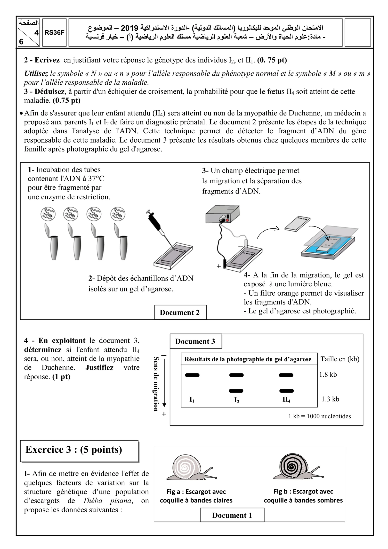 Sujet SVT Bac SM 2019 page 4